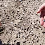cover Ethiopian fossils reveal new species in human evolutionary lineage
