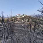 כרמל כרמי יין בקפריסין שהושפעו משריפה