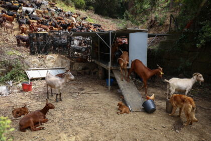 Gps goats: Goats with GPS: Innovative Approach to Combat Wildfires