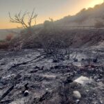 Wildfire Scars in Limassol Raise Concerns of Long-Term Barren Land