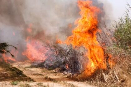 גבר נעצר בחשד שגרם לשריפה ביער בעקבות פחמים בוערים בק NIVסילי