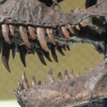 cover Biomechanics study shows how T. rex and other dinosaurs fed on prey