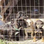 Nicosia Municipalities Pursue Funding for Paliometocho Dog Shelter Expansion