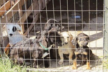 Nicosia Municipalities Pursue Funding for Paliometocho Dog Shelter Expansion