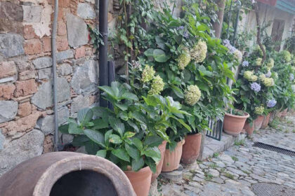 Η Κοινότητα Alona Αποκαλύπτει τον Πρώτο Διαγωνισμό Κήπων της Κύπρου