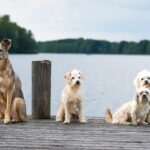 Legality of Two-Dog Rule in Limassol Questioned Amid Concerns