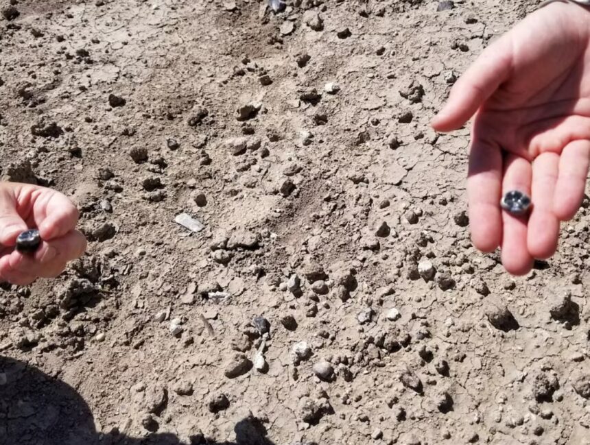 Ethiopian Fossils Reveal New Species in Human Evolution