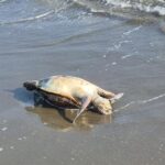 Dynamite Fishing Kills Protected Turtles Off Larnaca Coast