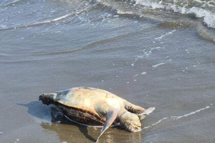 Dynamite Fishing Kills Protected Turtles Off Larnaca Coast
