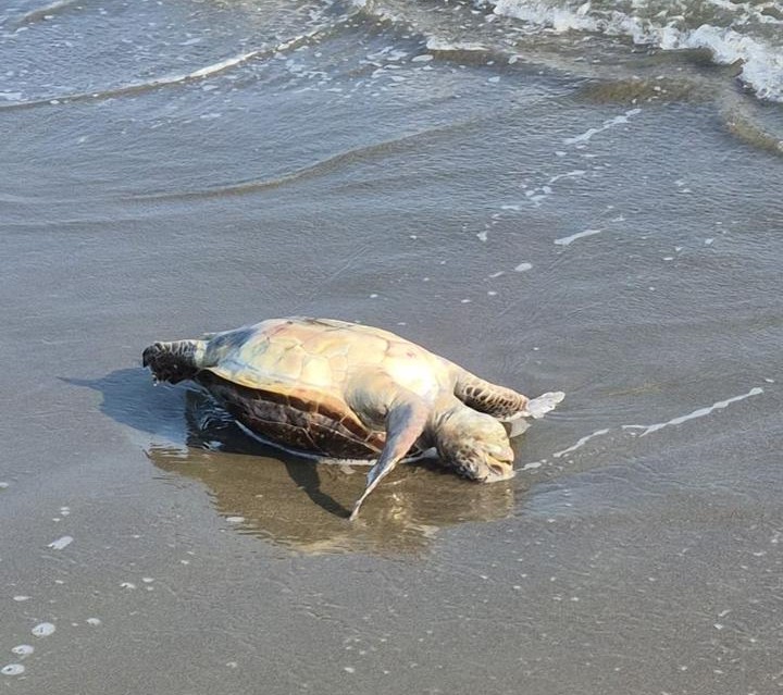 Dynamite Fishing Kills Protected Turtles Off Larnaca Coast