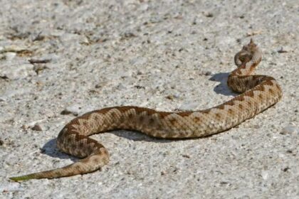 Civil Defence Rescues Man from Snake Bite and Heat Stroke in Limassol