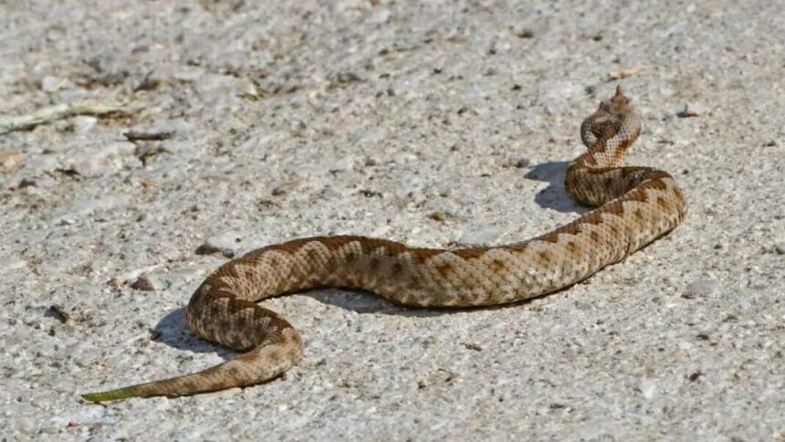 Civil Defence Rescues Man from Snake Bite and Heat Stroke in Limassol