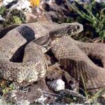 Civil Defence Issues Warning Over Snake Risks in Dense Vegetation
