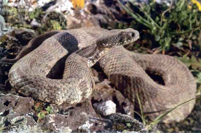 Civil Defence Issues Warning Over Snake Risks in Dense Vegetation