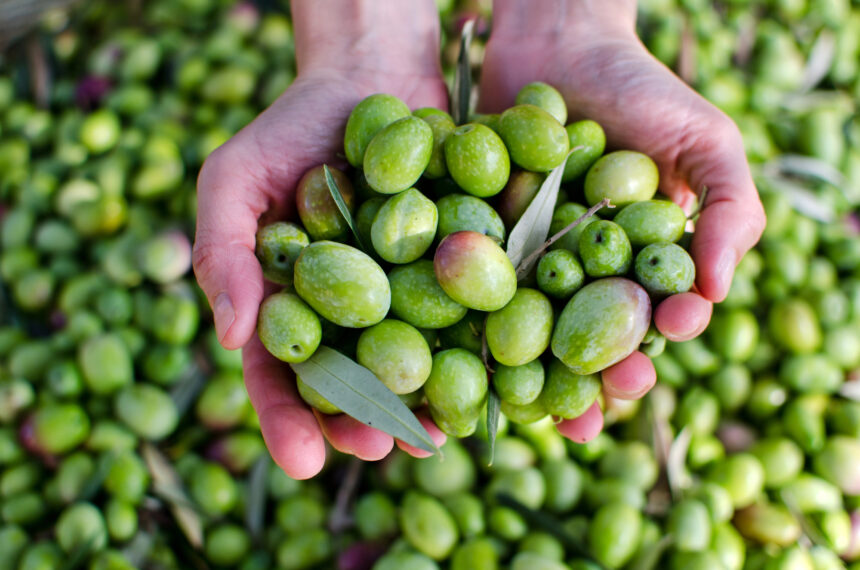 Cypriot Olive Oil Shots Fuel Premier League Players' Performance