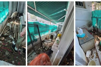 Limassol Woman Sentenced for Dog Abuse