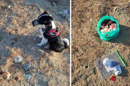 Poisoned Baits Found in Nicosia's Achera Area
