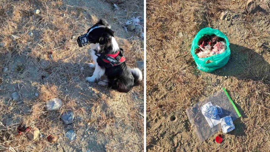 Poisoned Baits Found in Nicosia's Achera Area