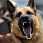 Two-year-old girl injured in dog attack at Limassol waterfalls