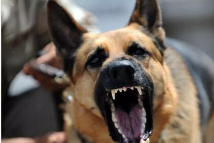 Two-year-old girl injured in dog attack at Limassol waterfalls