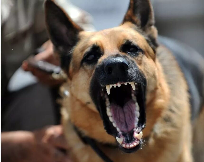 Two-year-old girl injured in dog attack at Limassol waterfalls
