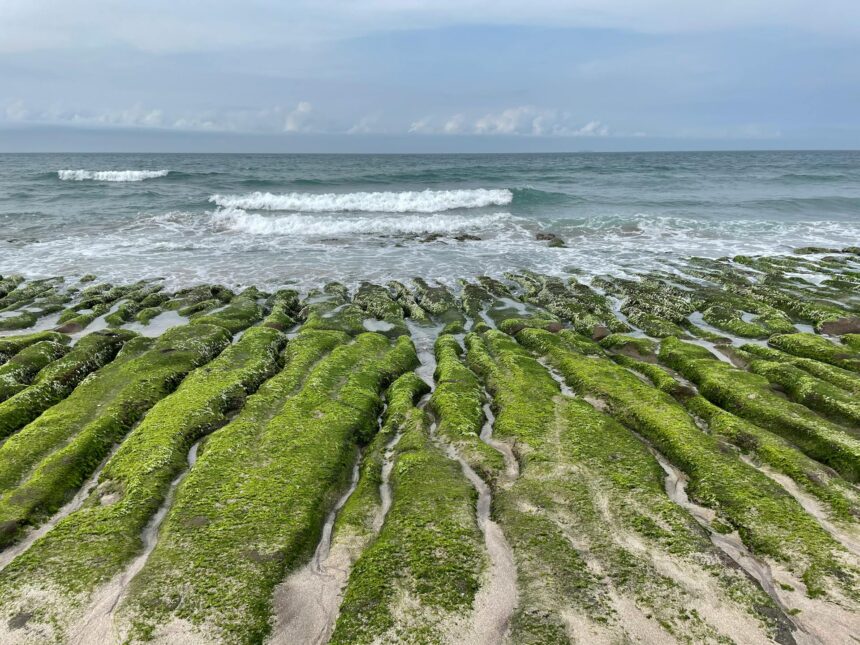 Microalgae: Pioneering Sustainable Ingredients for Food and Feed