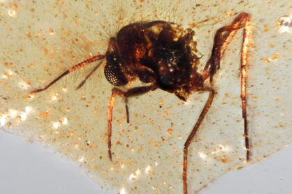 Ecuador Amber Reveals Insects from the Age of Dinosaurs