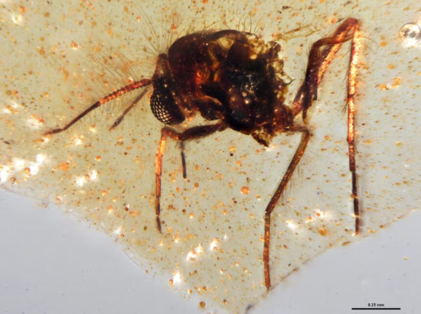 Ecuador Amber Reveals Insects from the Age of Dinosaurs