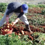 Organic Farming Now Represents Nearly 70% of Land Use in Cyprus