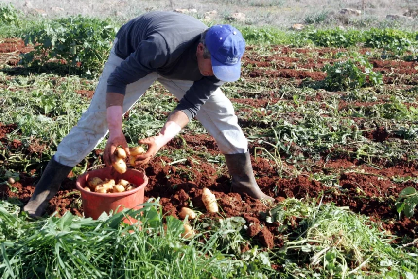 Organic Farming Now Represents Nearly 70% of Land Use in Cyprus