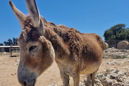 Cinnamon the Donkey Inspires Fundraising Efforts for Welfare in Cyprus