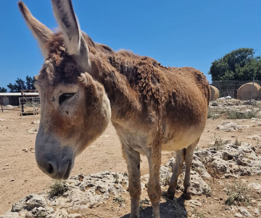 Cinnamon the Donkey Inspires Fundraising Efforts for Welfare in Cyprus