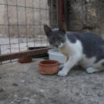 Stray Cat Sterilisation Campaign Launched by Animal Welfare Commissioner