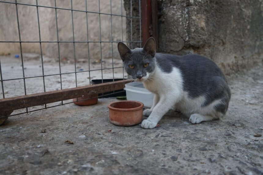 Stray Cat Sterilisation Campaign Launched by Animal Welfare Commissioner
