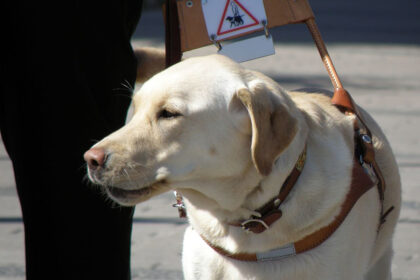 Service Dogs Need Legal Protections, Say MPs