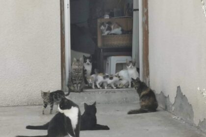 Cyprus Faces Cat Overpopulation Crisis as Stray Numbers Surge