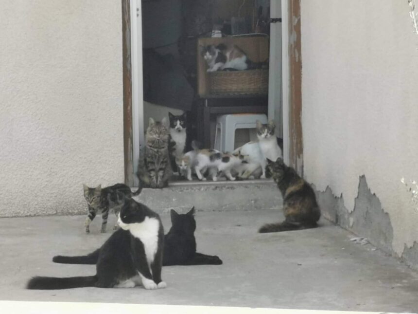 Cyprus Faces Cat Overpopulation Crisis as Stray Numbers Surge