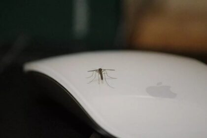 Larnaca's Door-to-Door Campaign Tackles Mosquito Surge
