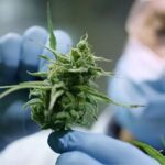 Volt Party Advocates for Cannabis Legalisation in Cyprus
