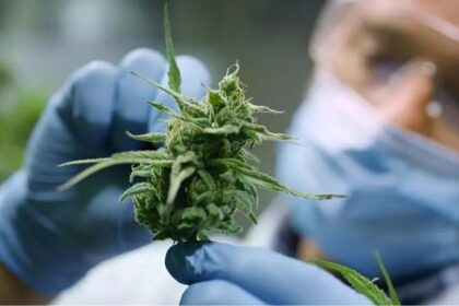 Volt Party Advocates for Cannabis Legalisation in Cyprus
