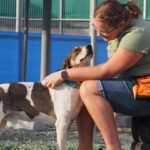 Court Order Puts 1,000 Animals at Risk of Homelessness in Kato Paphos