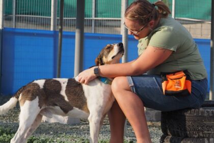 Court Order Puts 1,000 Animals at Risk of Homelessness in Kato Paphos