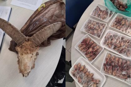 Police Seize Over 1,000 Dead Wild Birds in Cyprus Anti-Poaching Raids