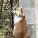 Cyprus Unprepared for New EU Dog and Cat Welfare Regulation