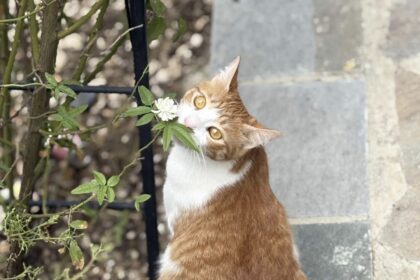 Cyprus Unprepared for New EU Dog and Cat Welfare Regulation