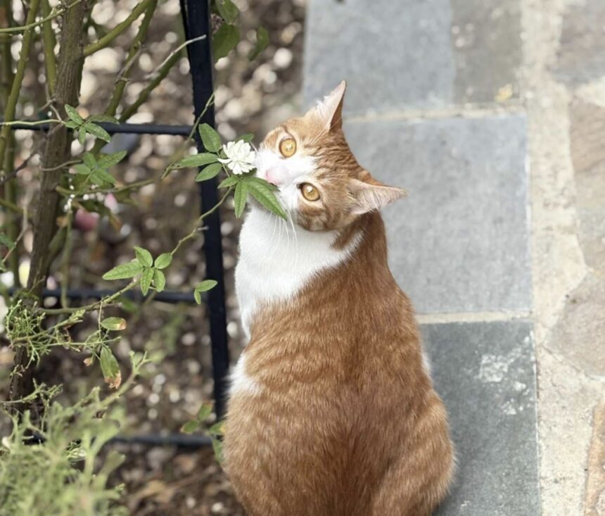 Cyprus Unprepared for New EU Dog and Cat Welfare Regulation