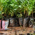 Free Tree Saplings Offered to Combat Climate Change in Cyprus
