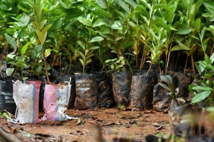 Free Tree Saplings Offered to Combat Climate Change in Cyprus