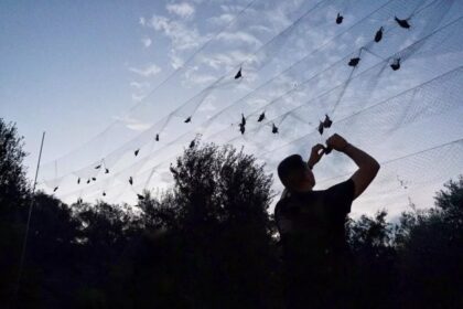 Larnaca Police Rescue Wild Birds from Poaching Nets