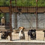 Volunteers Spend Hundreds Weekly on Abandoned Dogs in Cyprus
